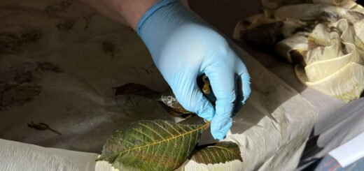 Botanical printing silk with leaves.