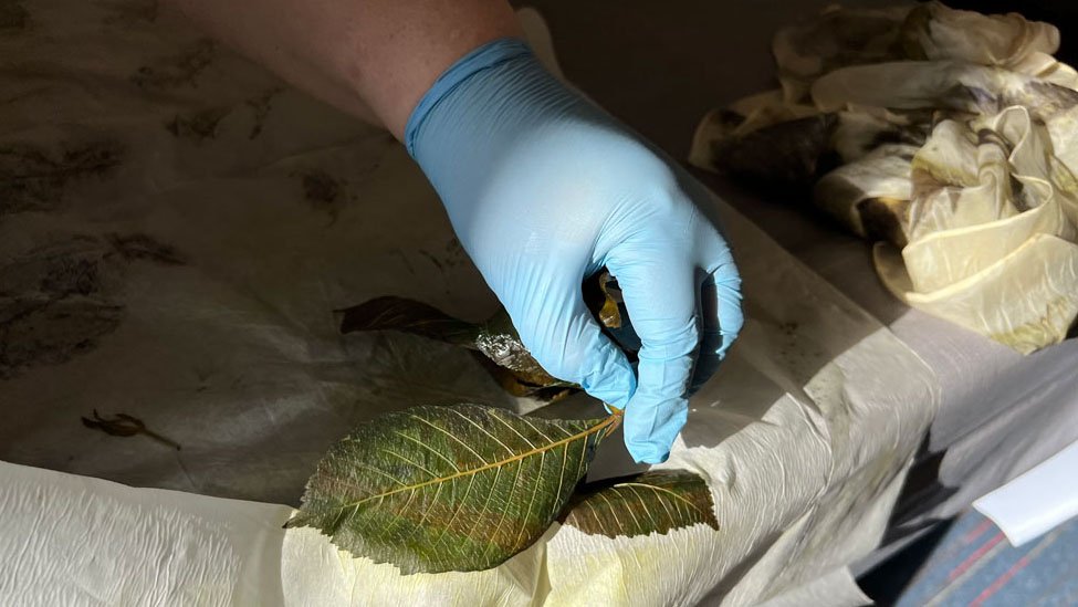 Botanical printing silk with leaves.