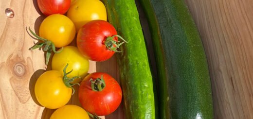 Image of tomatoes a courgette and a cucumber